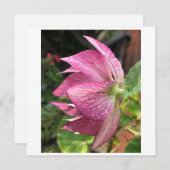 ヘレボア/クリスマスバラカード (正面/裏面)