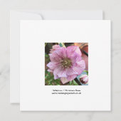 ヘレボア/クリスマスバラカード (裏面)