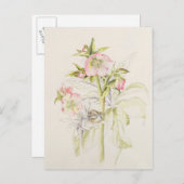 ヘレボア ポストカード (正面/裏面)