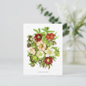 ヘレボア ポストカード (スタンド正面)