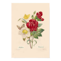 ヘレボレスとカーネーション