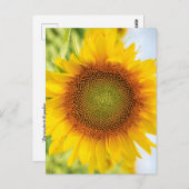 ヘレン・ケラー氏の名言付き美しいひまわり ポストカード (正面/裏面)