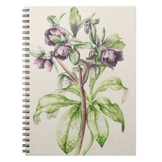 ヘレンBallardからのHelleborus Orientalis ノートブック (正面)