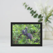 ヘロンのカップル葉書 ポストカード (スタンド正面)