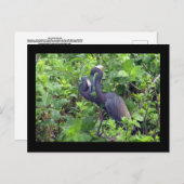 ヘロンのカップル葉書 ポストカード (正面/裏面)