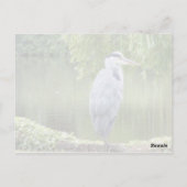 ヘロンのクローズアップ葉書 ポストカード (裏面)