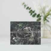 ヘロンの家族… ポストカード (スタンド正面)