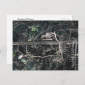 ヘロンの家族… ポストカード (正面/裏面)