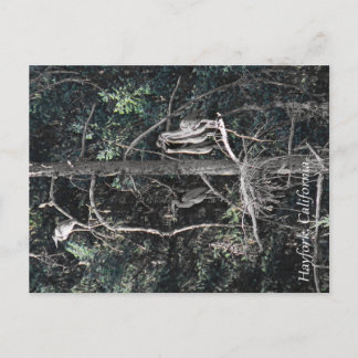 ヘロンの家族… ポストカード