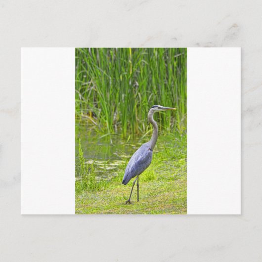 ヘロンウォーク ポストカード (正面)