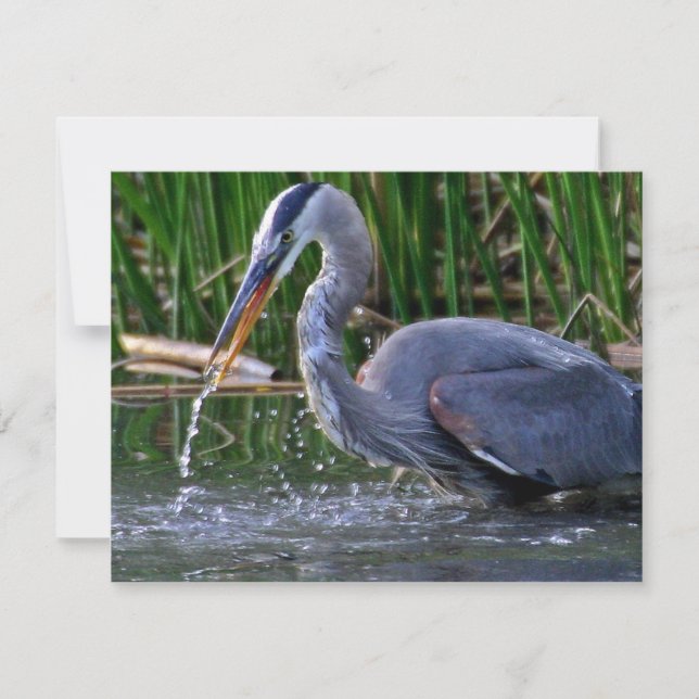 ヘロンスプラッシュ (正面)