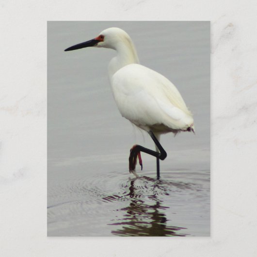 ヘロン写真 ポストカード (正面)