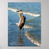 ヘロン威厳のある鳥ビーチブルーウェーブ写真 ポスター (正面)