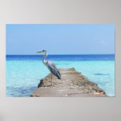 ヘロン海鳥 ポスター (正面)