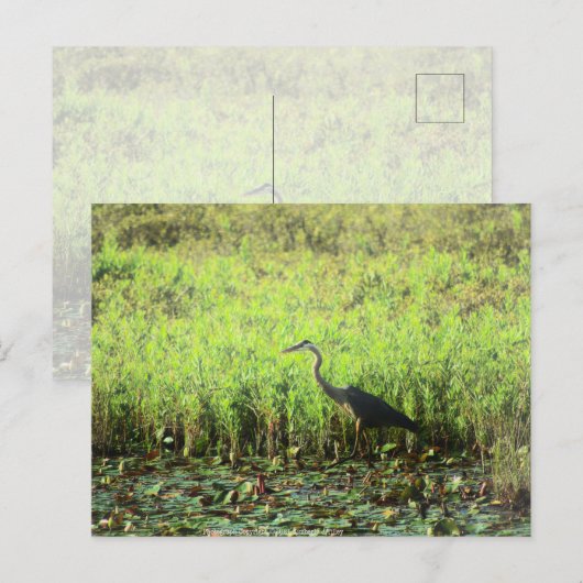 ヘロン6449 ポストカード (正面/裏面)