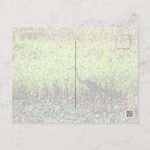 ヘロン6449 ポストカード (裏面)