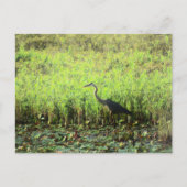 ヘロン6449 ポストカード (正面)