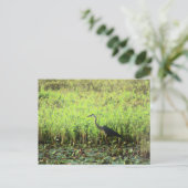 ヘロン6449 ポストカード (スタンド正面)