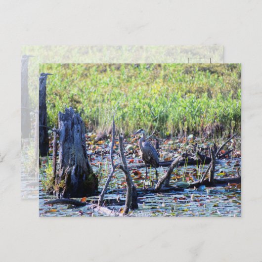 ヘロン6467 ポストカード (正面/裏面)