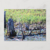 ヘロン6467 ポストカード (正面)