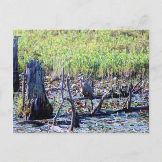 ヘロン6467 ポストカード (正面)