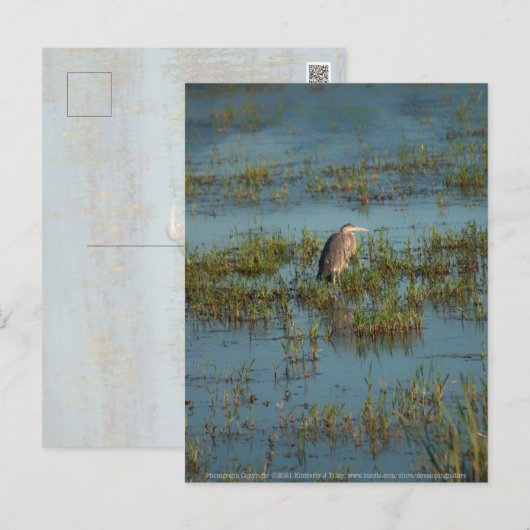 ヘロン6937 ポストカード (正面/裏面)