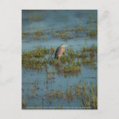 ヘロン6937 ポストカード (正面)