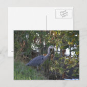 ヘロン ポストカード (正面/裏面)