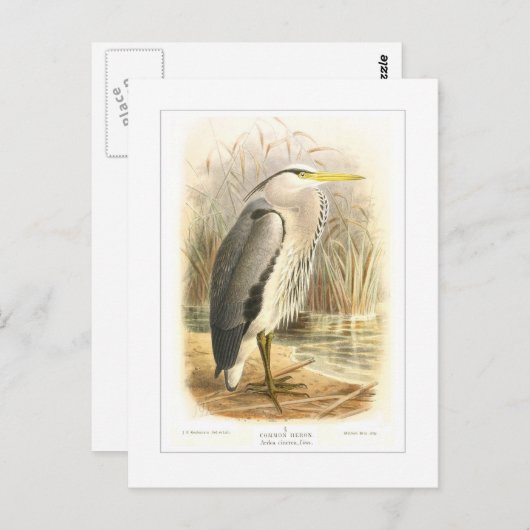 ヘロン ポストカード (正面/裏面)