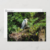 ヘロン。ロースパークレイク,カーディフ,ウェールズ ポストカード (正面/裏面)