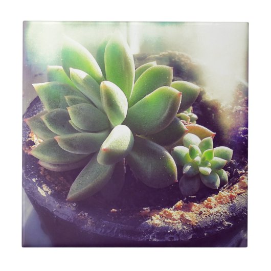 ヘンアンドチックス工場 タイル (正面)