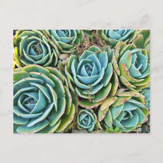 ヘンアンドチックス ポストカード (正面)