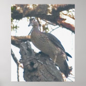 ヘンウッドダック ポスター (正面)