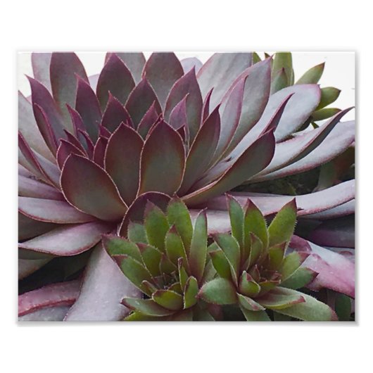 ヘンズアンドチックス フォトプリント            (正面)