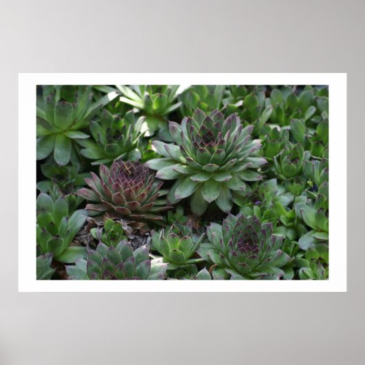 ヘンズ ポスター (正面)