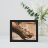 ヘンナアーバン ポストカード (スタンド正面)