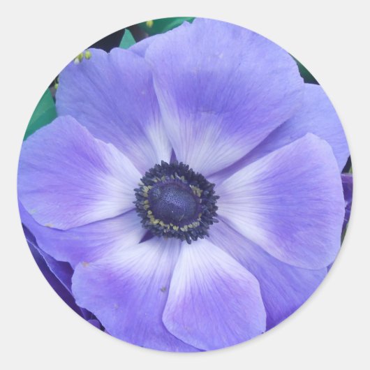 ヘンリエッタ ラウンドシール (正面)