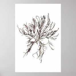 ヘンリー・ブラッドベリーの押し海藻10の6番目 ポスター