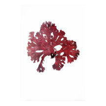 ヘンリー・ブラッドベリーの押し海藻10の7番目