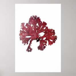 ヘンリー・ブラッドベリーの押し海藻10の7番目 ポスター