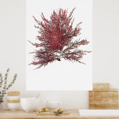 ヘンリー・ブラッドベリーの押し海藻10の8分の1 ポスター (キッチン)