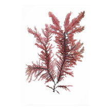 ヘンリー・ブラッドベリーの10個目の押し海藻