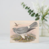 ヘン・マーシュ・ハリアー鳥_GC - ポストカード (スタンド正面)