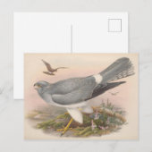 ヘン・マーシュ・ハリアー鳥_GC - ポストカード (正面/裏面)