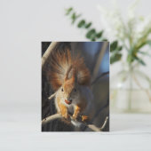 ヘーゼルナッツを持つ赤リス ポストカード (スタンド正面)