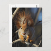 ヘーゼルナッツを持つ赤リス ポストカード (正面/裏面)