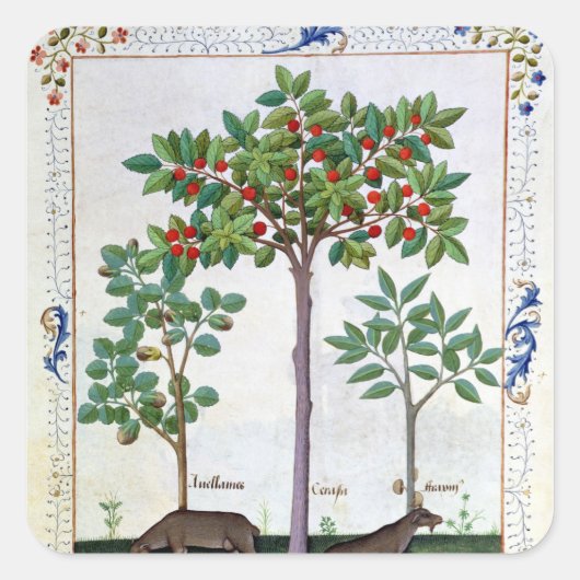 ヘーゼルナットブッシュとさくらんぼツリー スクエアシール (正面)