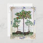 ヘーゼルナットブッシュとさくらんぼツリー ポストカード (正面/裏面)