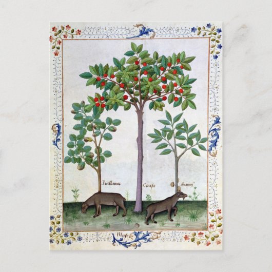 ヘーゼルナットブッシュとさくらんぼツリー ポストカード (正面)