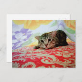 ベよくはしゃぐッドのペット猫ポートレート ポストカード (正面/裏面)